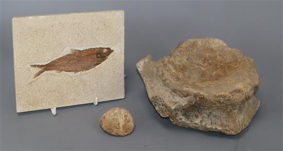 A mammal fossil vertebrae, a Wyoming fossil fish and a fossil anemone